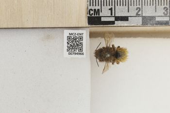 Media type: image;   Entomology 794966 Aspect: Labels